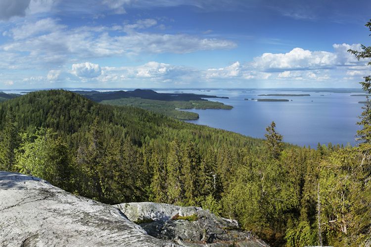 Koli Nacionalnyj Park V Finlyandii