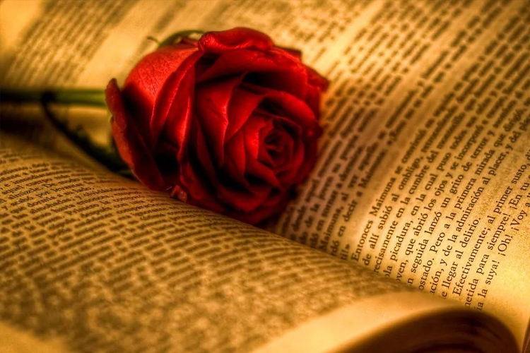 День книги и розы