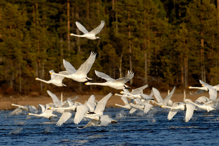 Фото: birdlife.fi