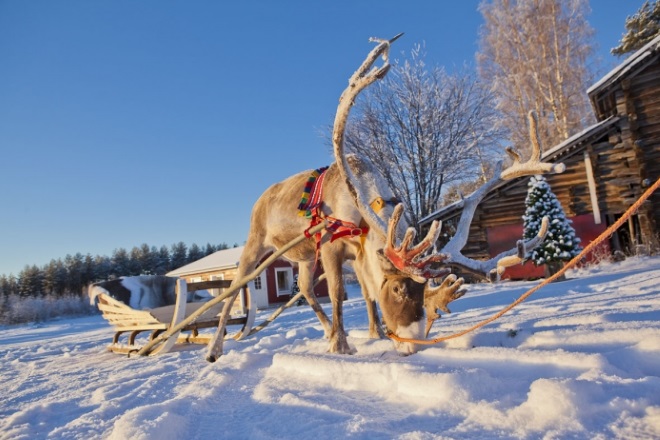Катания на оленьих упряжках. Фото: santasreindeers.fi