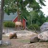 Зоопарк в Хельсинки