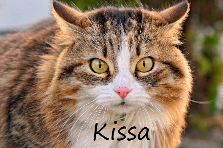 Kissa – кошка. Фото: emaze.com