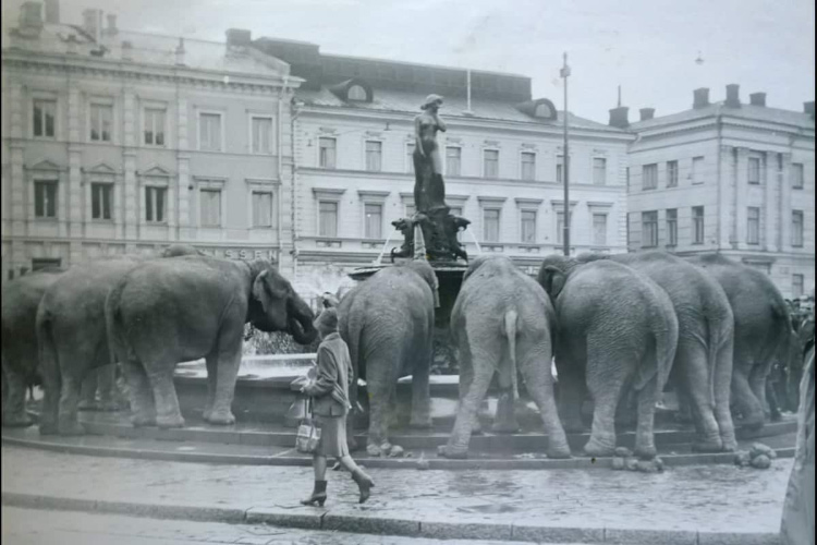 Нет, Финляндия не родина слонов, но в начале ХХ века они иногда посещали Рыночную площадь. Фото: yle.fi