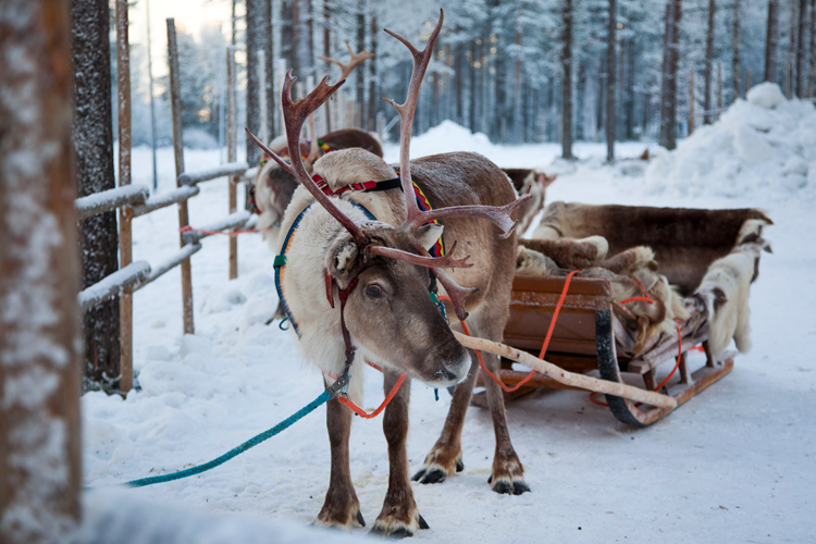 Какая финская зима без северных оленей? Фото: alvona.com