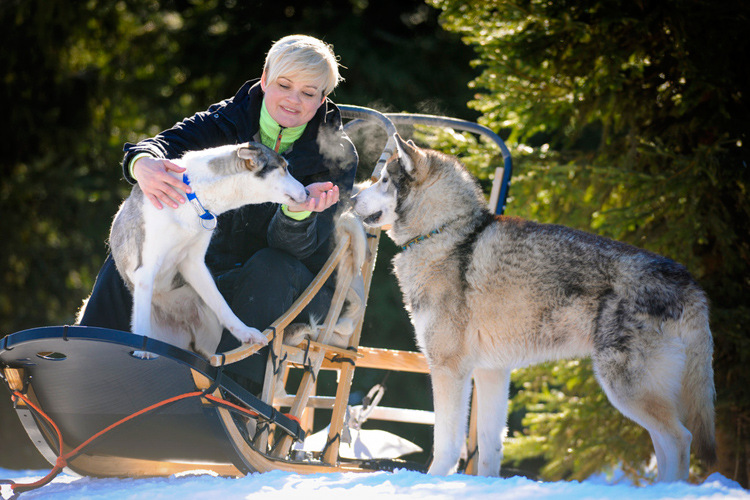 Хаски – одна из самых удивительных пород собак. Фото: vuokatti.kuvat.fi