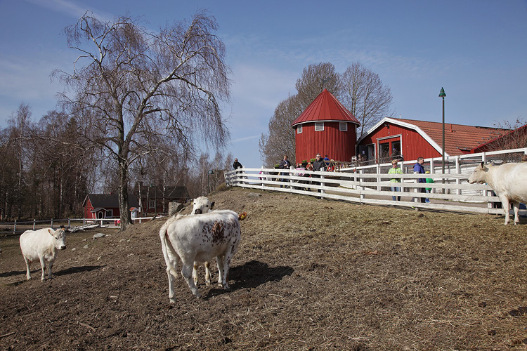 Ферма домашних животных «Фаллкулла» в Хельсинки