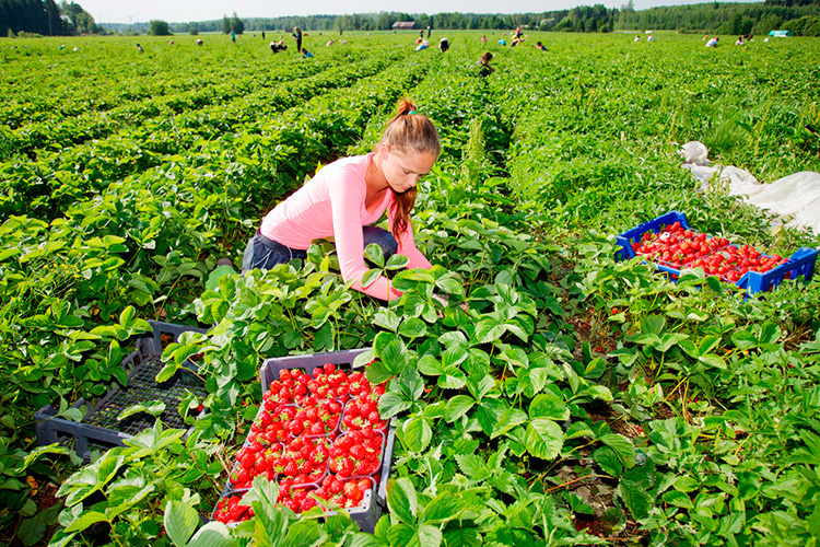 Работа в Финляндии на сельхоз работах. Фото: nikoloz-job.com
