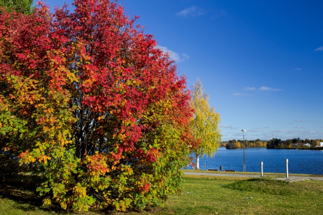 Осенние краски Рованиеми. Фото: flickr.com