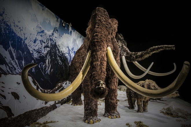 В музейном центре «Ваприикки» проходит выставка «Гиганты ледникового периода»