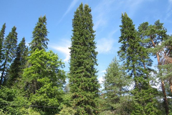 В парке растут самые разные виды хвойных деревьев