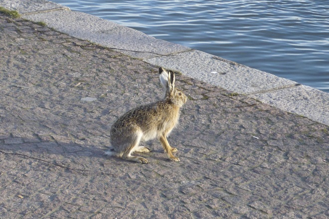 Заяц в Хельсинки
